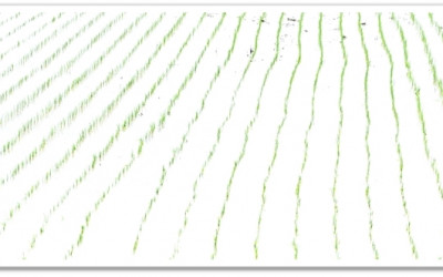 green에 대한 오마쥬