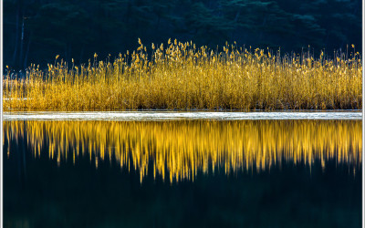 Golden Reed