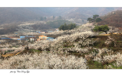 꽃동네