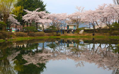 경주 보문단지 벚꽃..