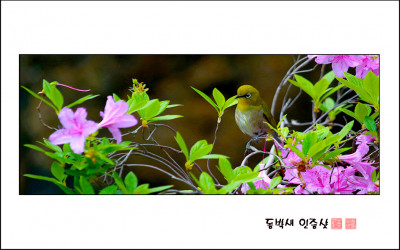 동박새 인증샷..