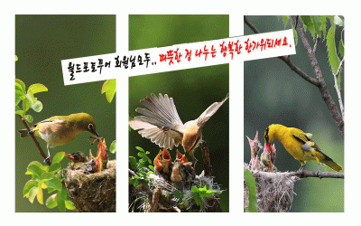 월드포토투어 회원모두..행복한 한가위되세요.(동박새/칡때까치/꾀꼬리)