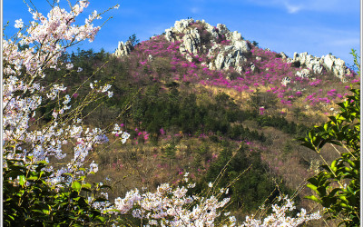 주작산의 봄