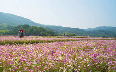 경남 북천 코스모스 메밀.