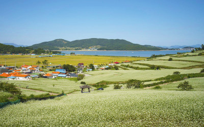 선학동 메밀꽃.