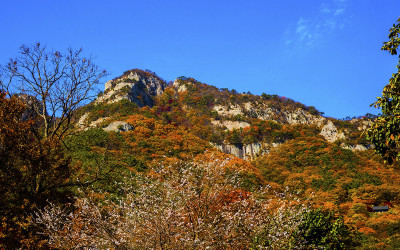 네소사 봄 가을에피는 춘추벚꽃.