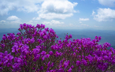 지리산 노고단 철쭉.