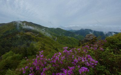 지리산 /점령치 /철쭉/ 안개.