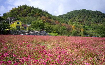 붉은 메밀꽃