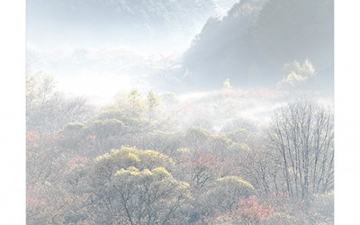 비밀의 정원