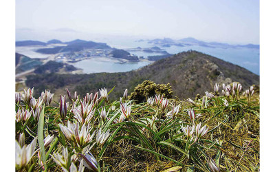 고군산도 /대각산/산지고 꽃,