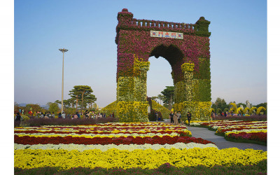2019년 함평 국화축제.