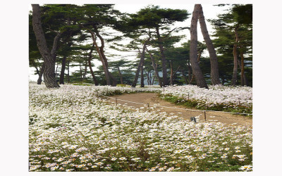 정읍 구절초