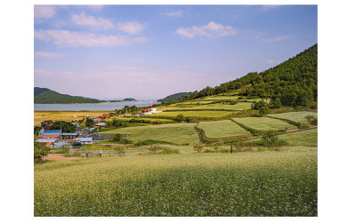 장흥 선학동 매밀.