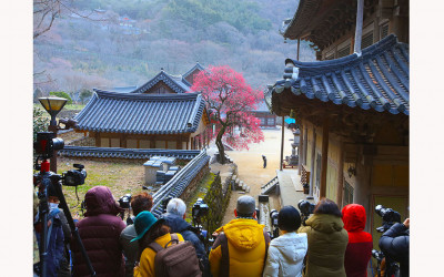 구례 화엄사 흑매화.