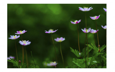 남바람꽃.