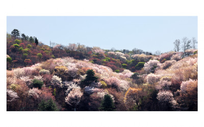 산벚꽃
