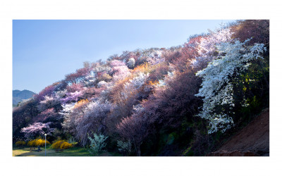 산벚꽃