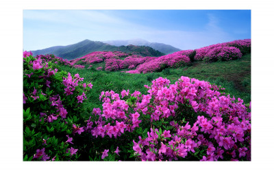 바래봉 철쭉