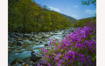 지리산 달궁계곡 수달래.