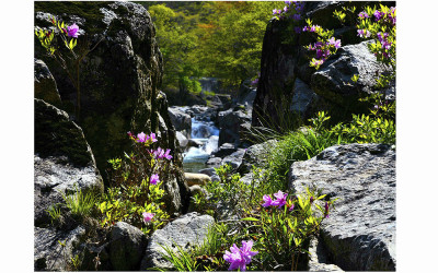 지리산 달궁계곡 수달래..