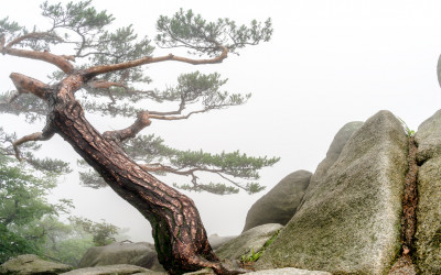 안개속 도봉산 소나무