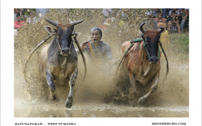 PACU JAWI (BULL RACE)