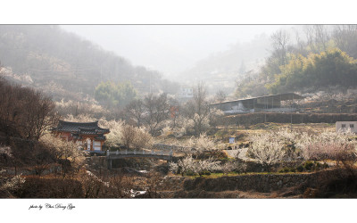 꽃 피는 산골
