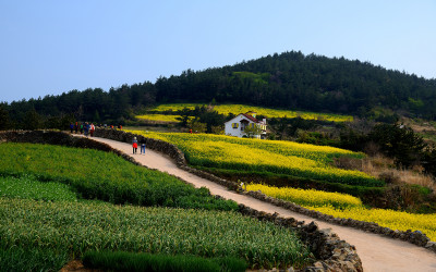 청산도의 봄
