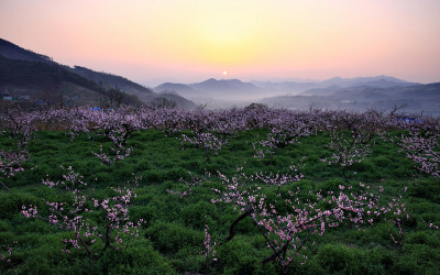  복사꽃마을의 아침