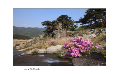 수달래가 있는 풍경
