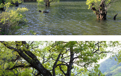 주산지 신록
