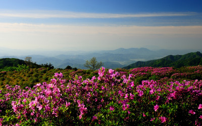 황매산 철쭉