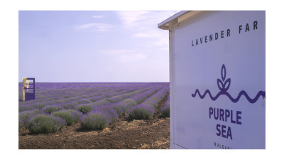 Purple Sea