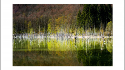 The Color of Spring