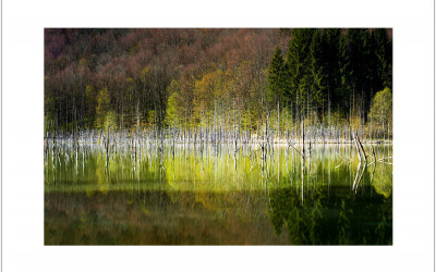 The Color of Spring