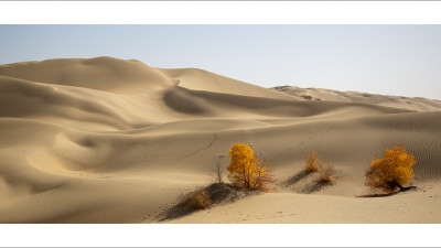 타클라마칸 사막 가을편#10