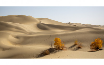 타클라마칸 사막 가을편#10