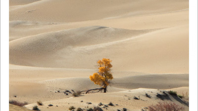 타클라마칸 사막 가을편#11