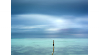 수중에 핀 꽃