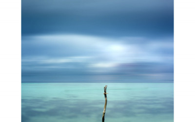 수중에 핀 꽃