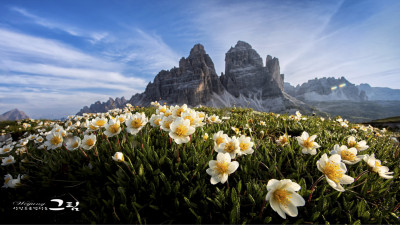 돌로미티의 야생화