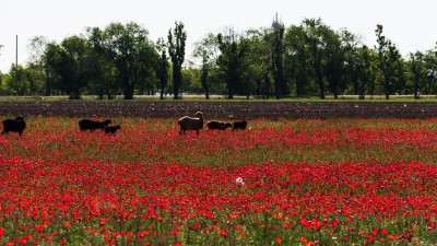 poppy