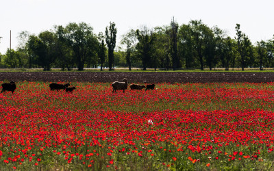 poppy