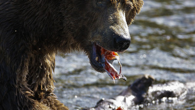 KATMAI NATIONAL PARK