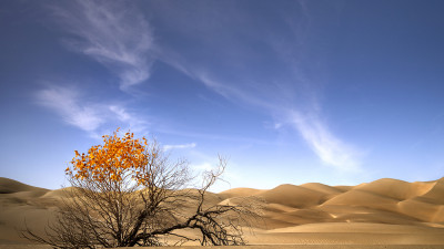 타클라마칸의 가을