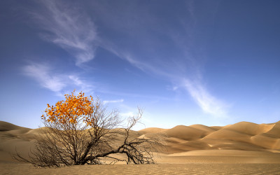 타클라마칸의 가을