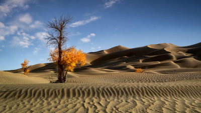 타클라마칸의 가을