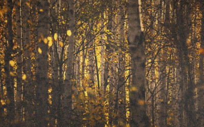 History of Autumn