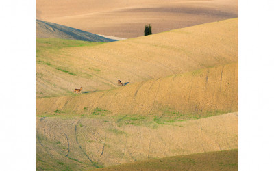 Toscana III